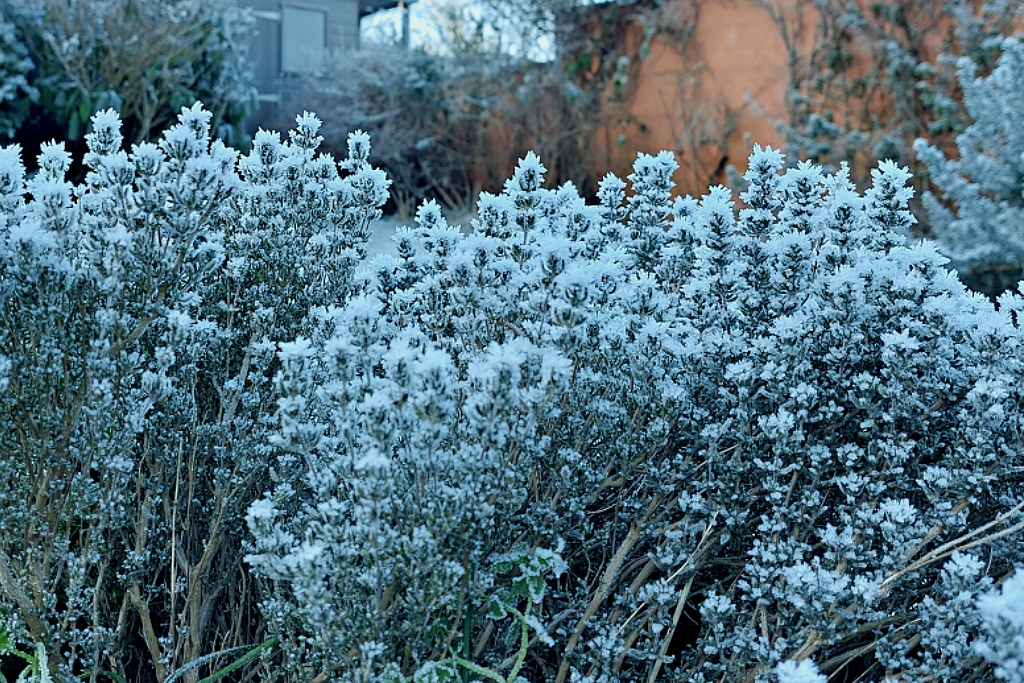 Frosty Rosemary Bush in Wappenham Garden