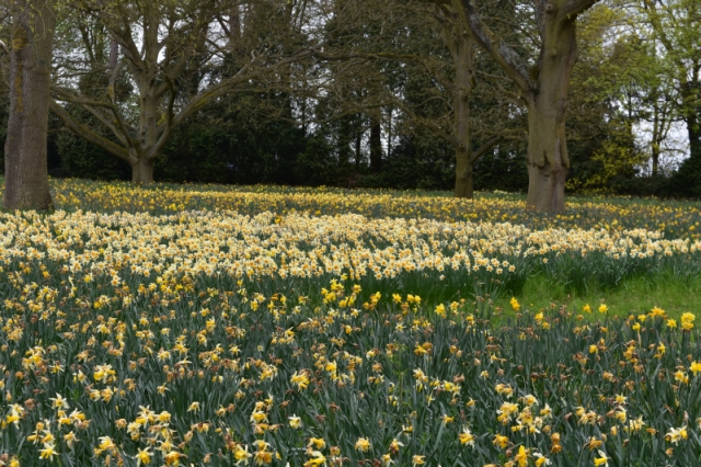 Sea of Daffodils Ascott Garden