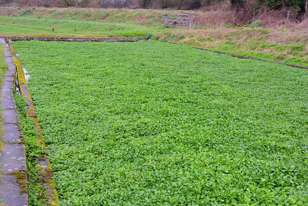 Alresford Watercress Bed © essentially-england.com