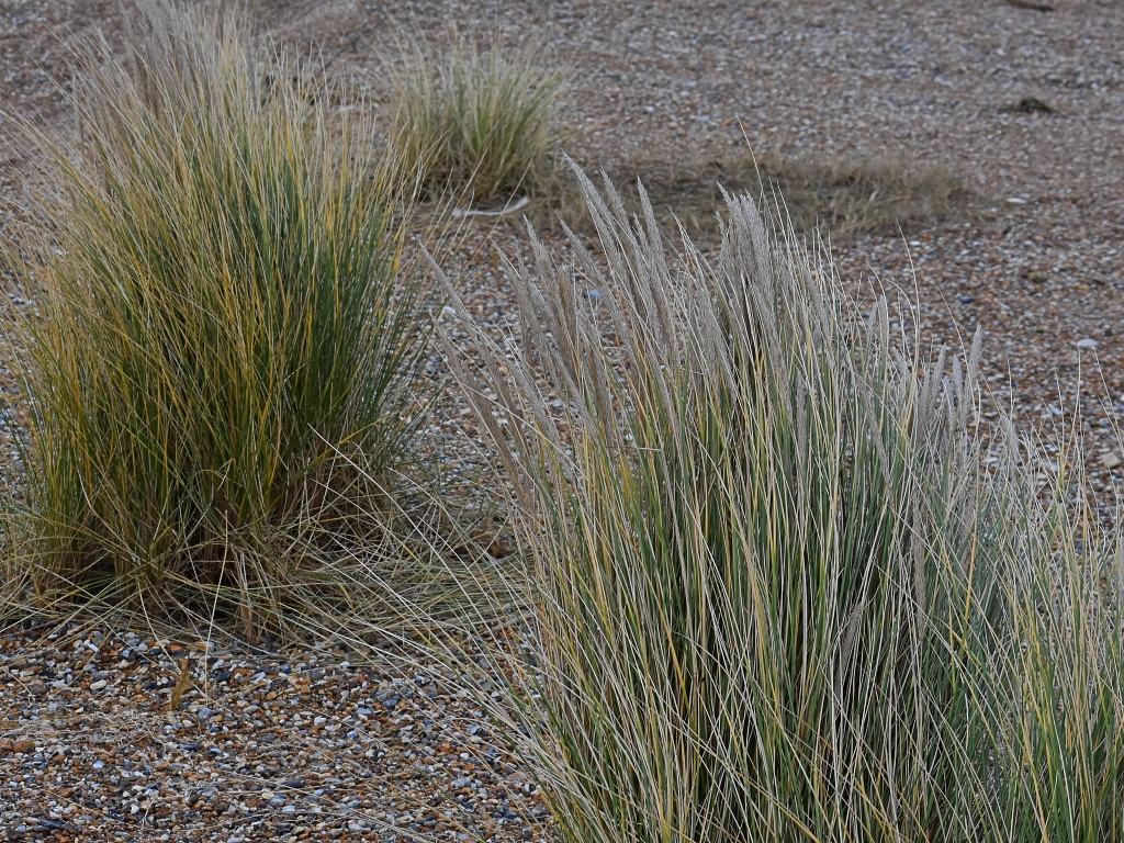 Blakeney Point © essentially-england.com