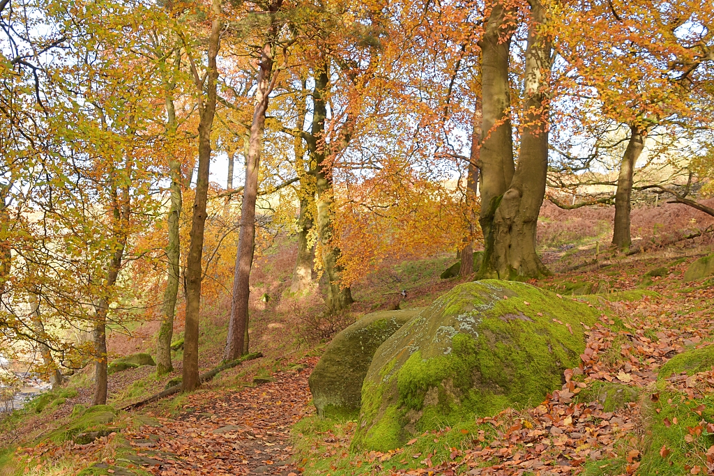 Autumn Trees on the Longshaw Estate © essentially-england.com