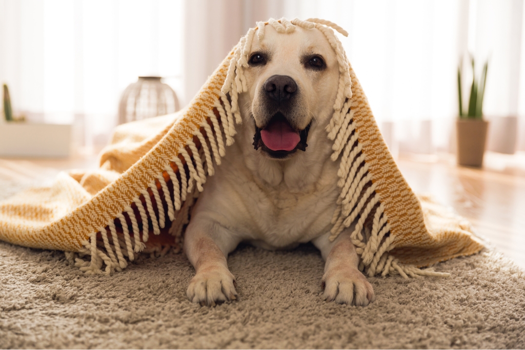 Cute Dog Under Blanket © ikostudio | canva.com