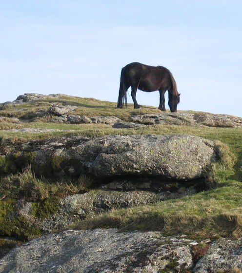 Dartmoor Pony © essentially-england.com