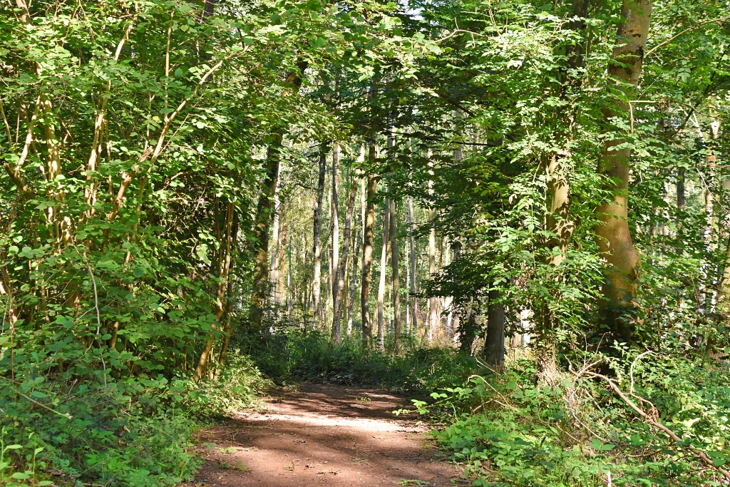 Some Much Needed Shade Through Wonderful Woodland During our Edstone Aqueduct Walk © essentially-england.com