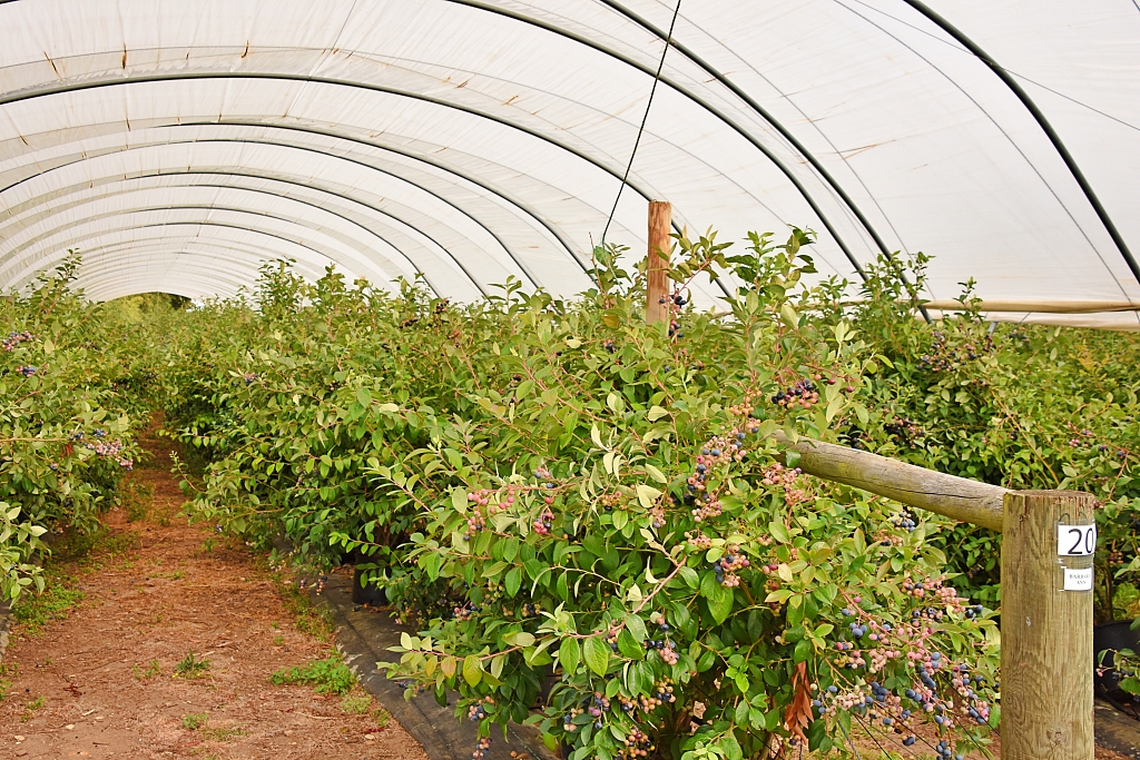 Blueberries Growing in a Polytunnel © essentially-england.com