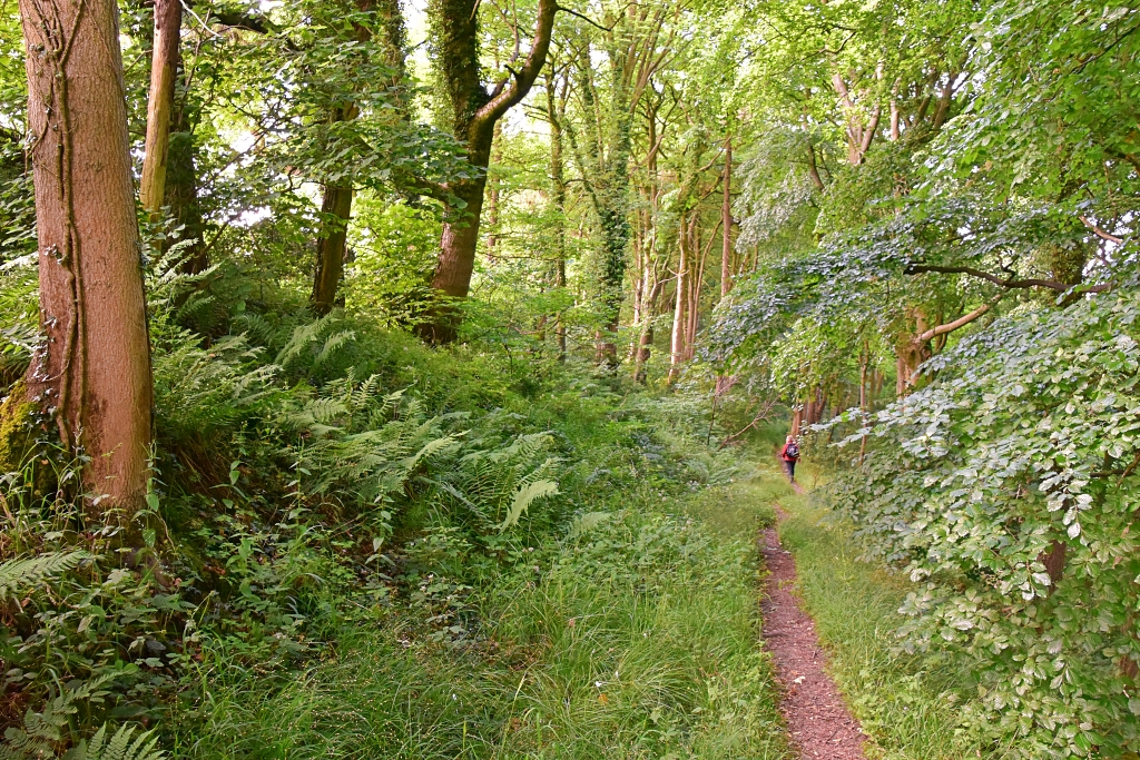 The Woodland Descent © essentially-england.com