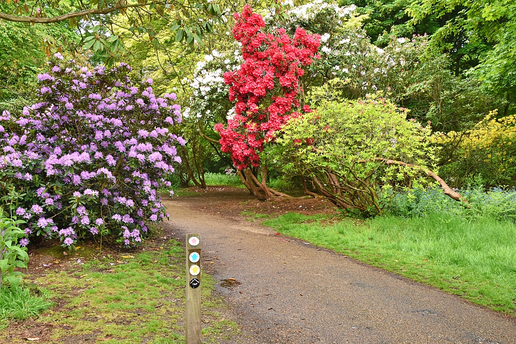Colourful Rhododendron Bushes at Sheringham Park © essentially-england.com