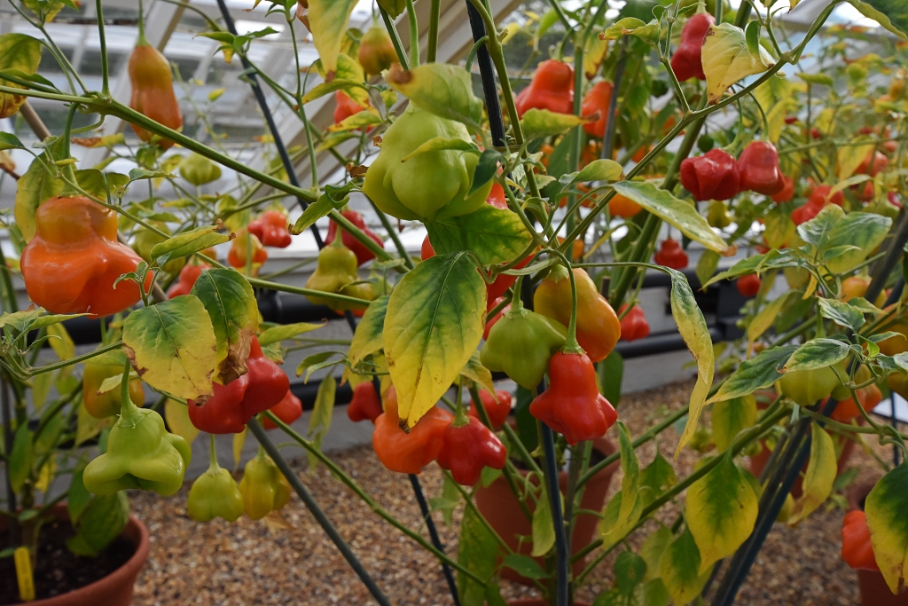 Chilli Festival © essentially-england.com