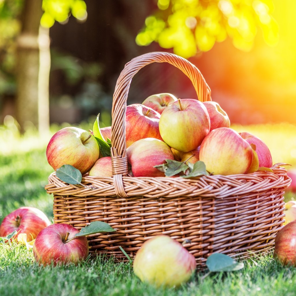 Apple Harvest © ValentynVolkov | Getty Images canva.com