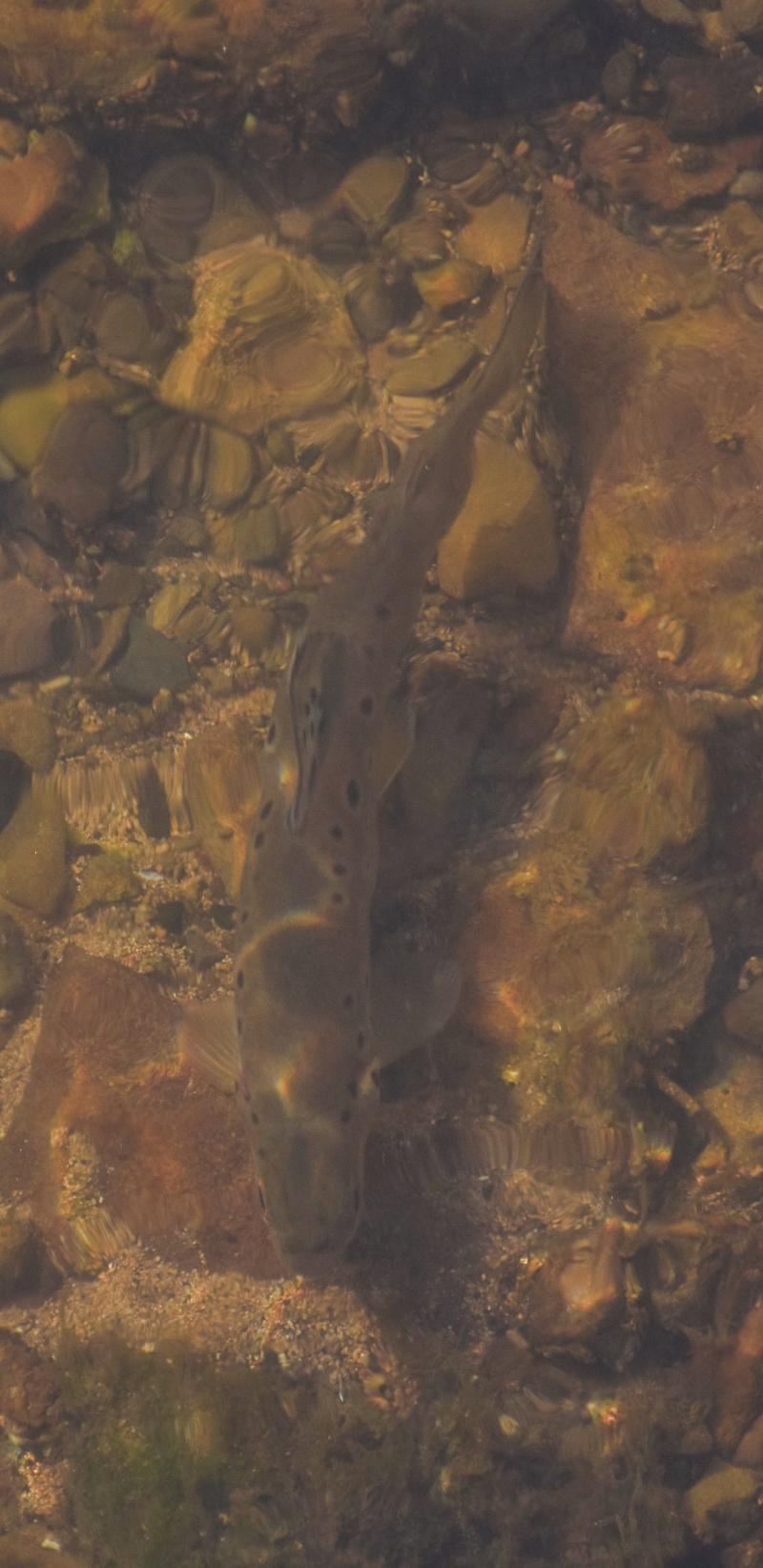 Brown Trout in the River Coln © essentially-england.com