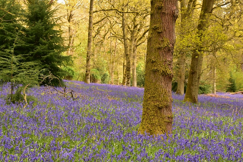 Woodland Bluebells in Springtime © essentially-england.com