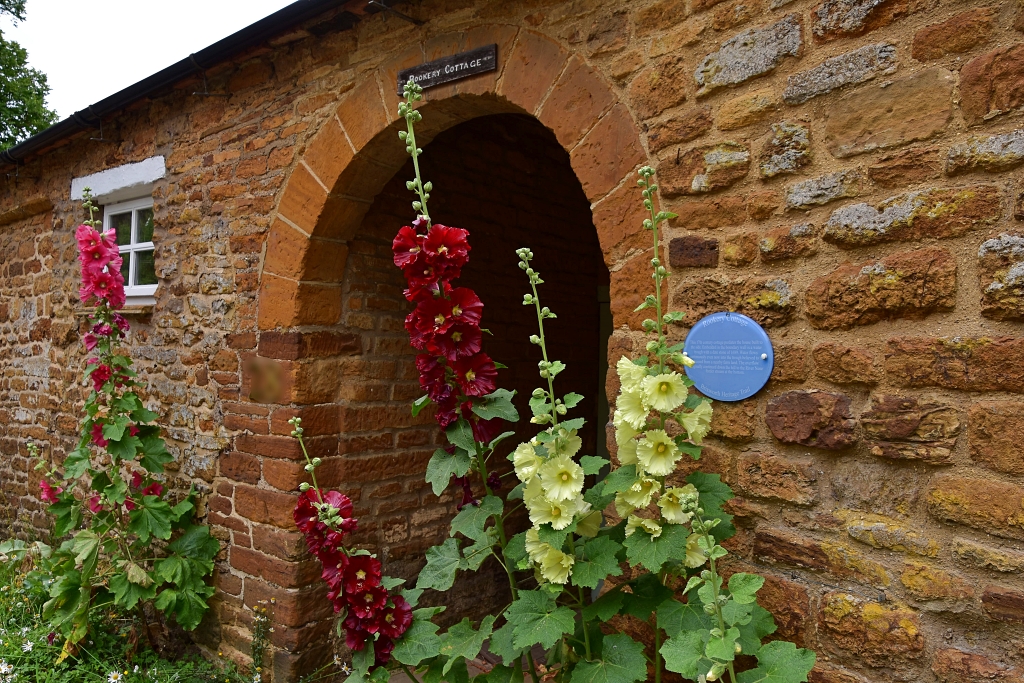 Pretty Hollyhocks at Rookery Cottage, Number 16 of the Brixworth Heritage Trail © essentially-england.com