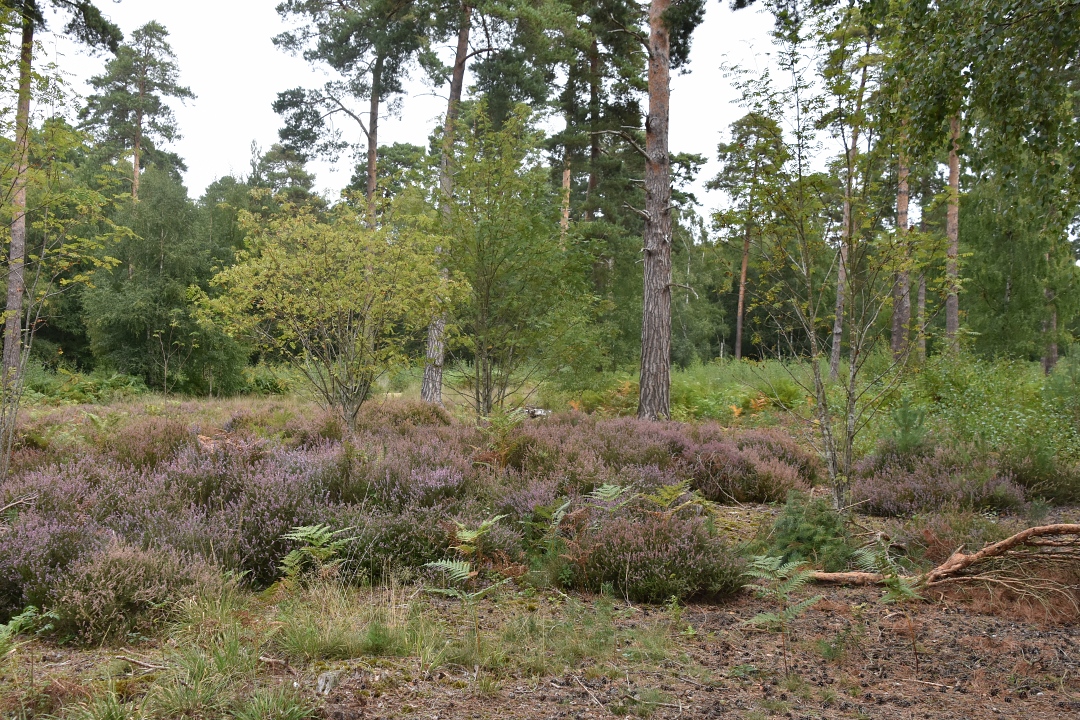 Heathland at Englemere Pond Nature Reserve © essentially-england.com