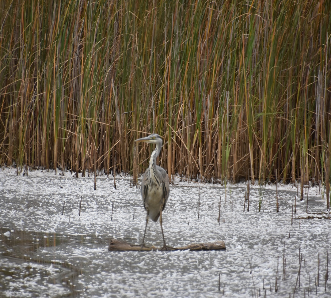 Heron Spotted Feeding at Englemere Pond Nature Reserve © essentially-england.com