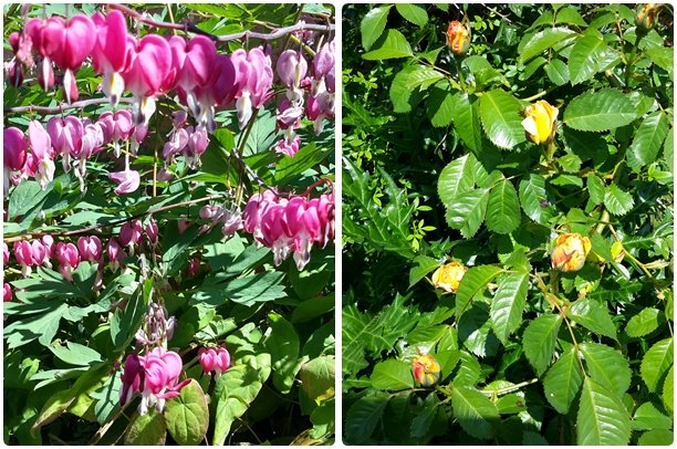 Bleeding Hearts and Roses © essentially-england.com