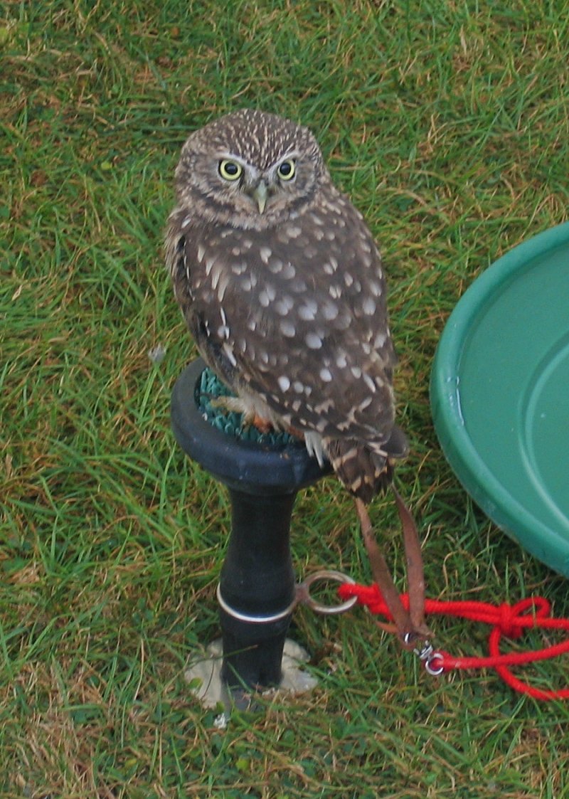 It wasn't all about Cheese: Owl Display © essentially-england.com