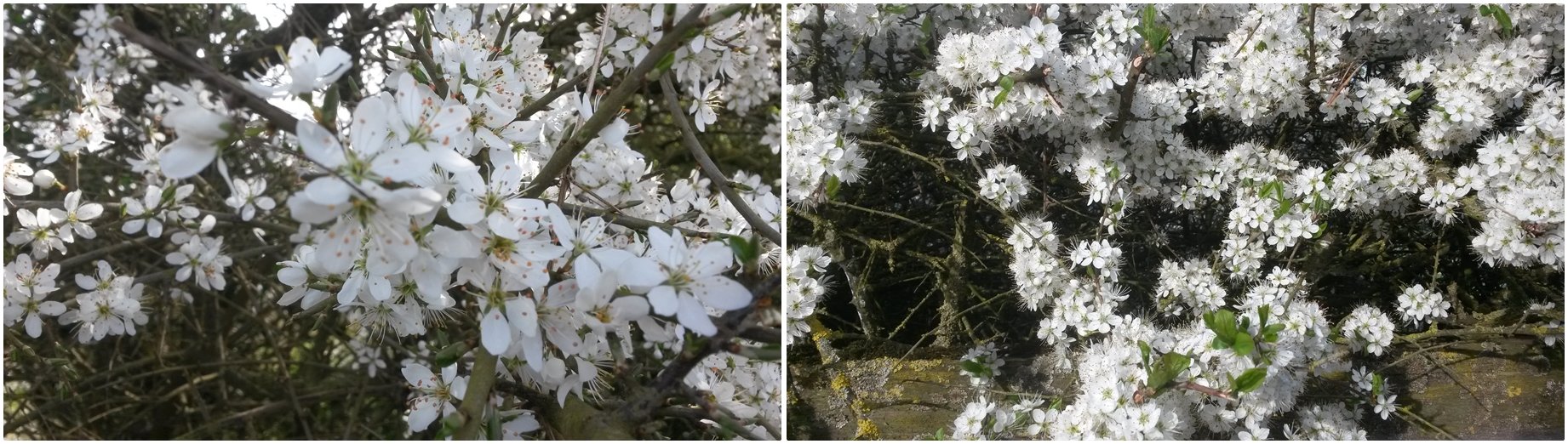 Spring Blossom © essentially-england.com