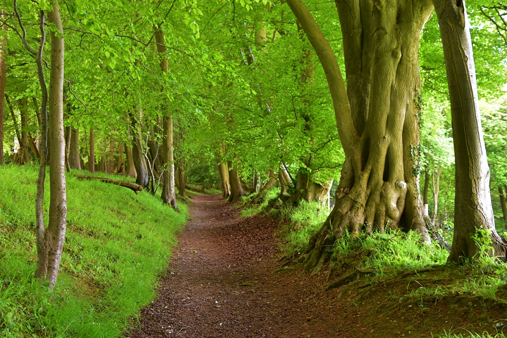 Tree Lined Footpath near Skirmett in Buckingshire © essentially-england.com